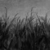 Cornfield